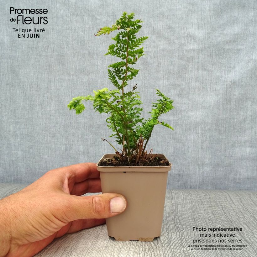 Ejemplar de Polystichum setiferum Proliferum Wollastonii - Helecho peludo Maceta de 8/9 cm entregado en verano
