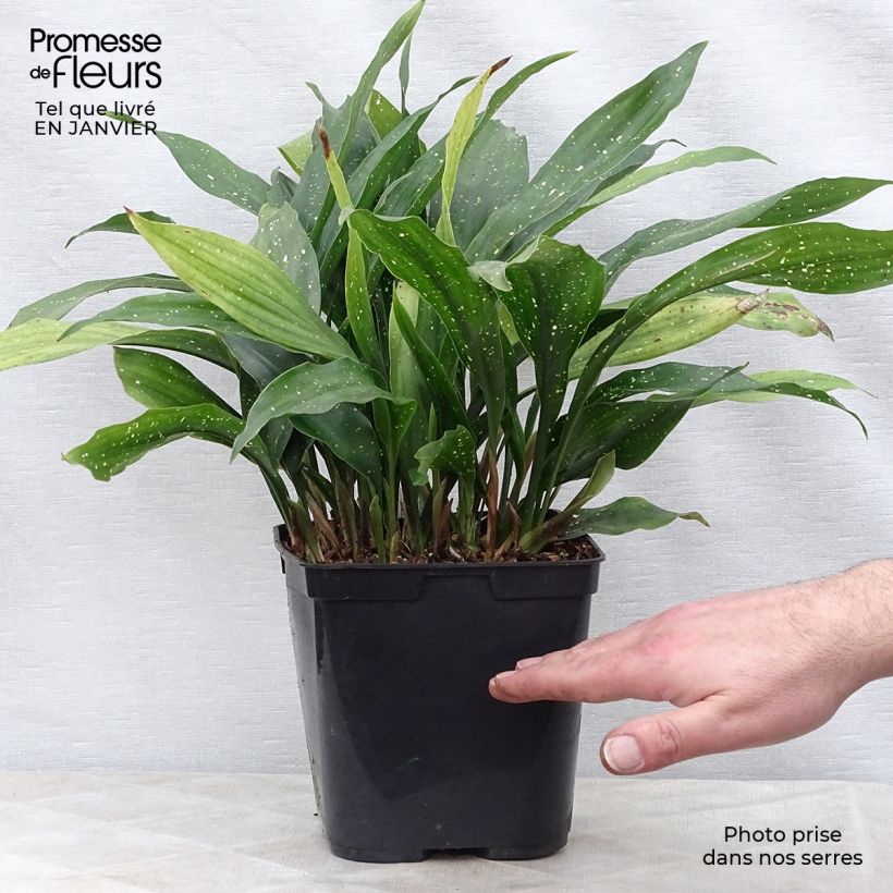 Aspidistra Milky way Maceta 2L/3L Ejemplar entregado en invierno