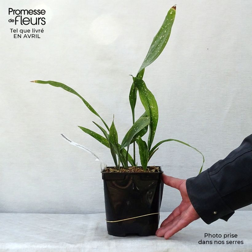 Aspidistra Milky way - Aspidistre élevée Pot de 2L/3L Ejemplar entregado en la primavera