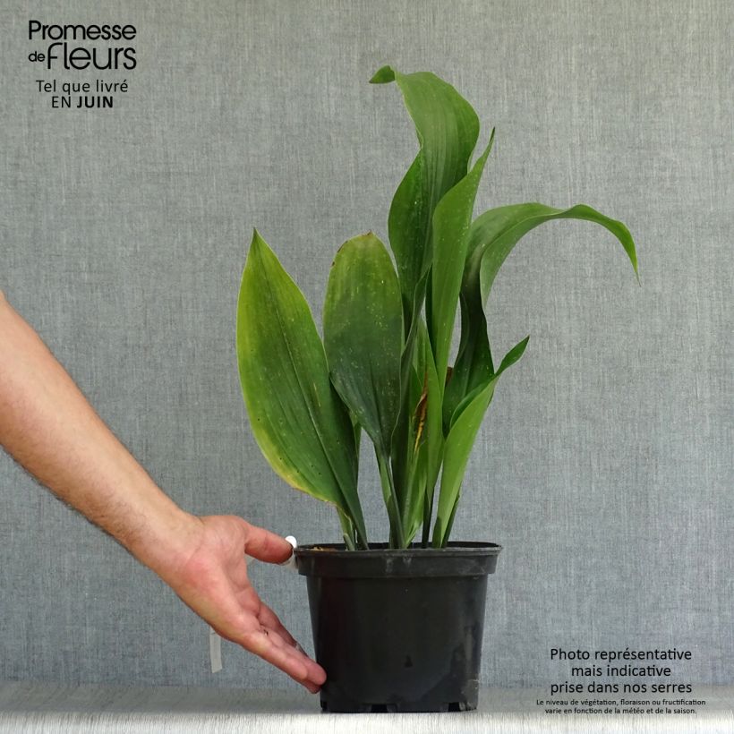Ejemplar de Aspidistra elatior - Aspidistre élevée Pot de 2L/3L entregado en verano