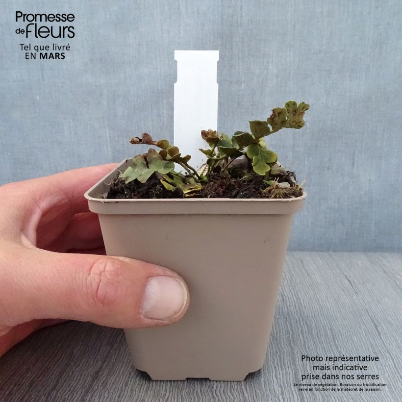 Asplenium ceterach - Doradilla Maceta de 8/9 cm Ejemplar entregado en la primavera