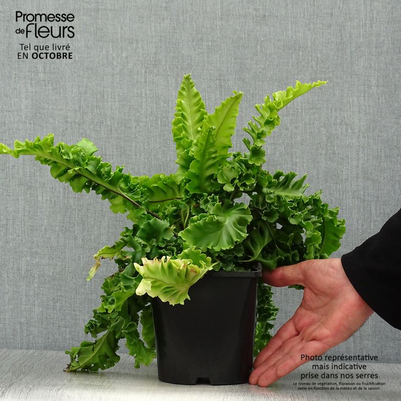 Ejemplar de Phyllitis scolopendrium Bolton’s Nobile - Escolopendra Maceta 2L/3L entregado en otoño