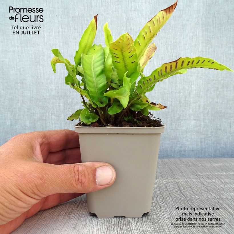 Ejemplar de Phyllitis scolopendrium Bolton’s Nobile - Escolopendra Maceta de 8/9 cm entregado en verano