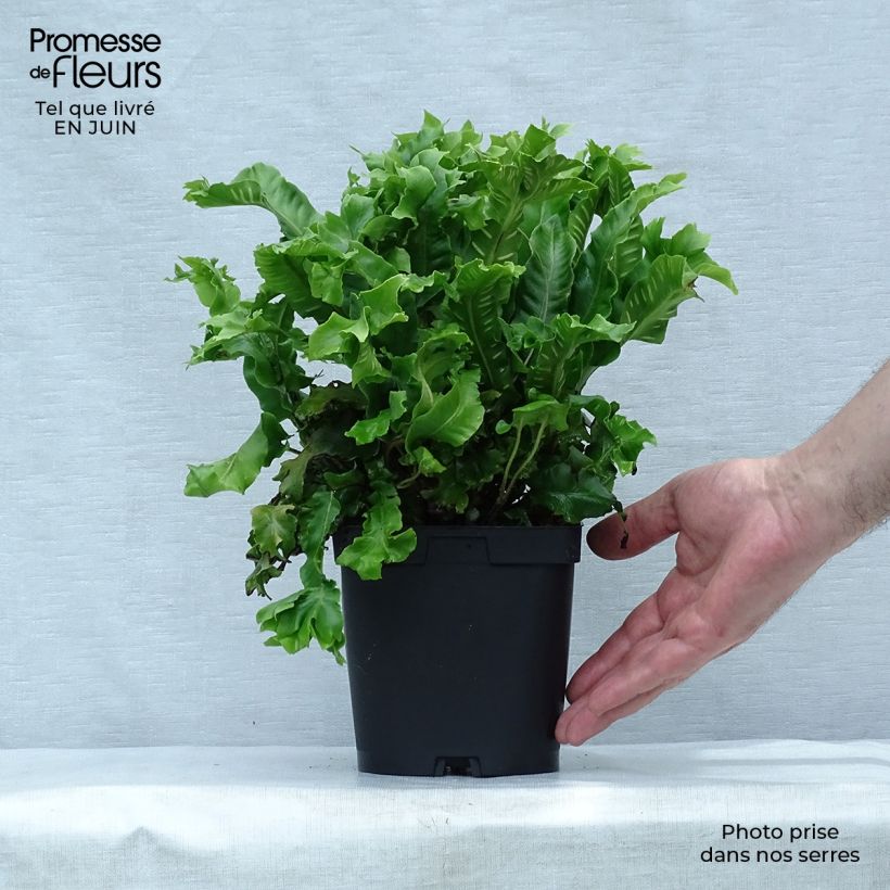 Ejemplar de Asplenium scolopendrium Cristatum Group - Lengua cervina Maceta 2L/3L entregado en verano