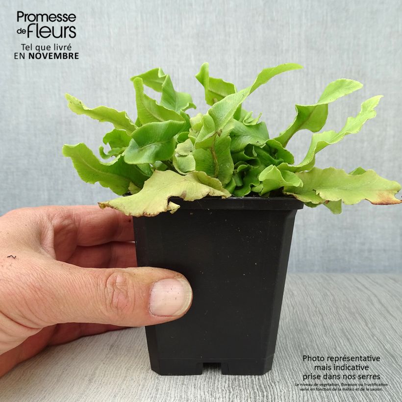 Ejemplar de Asplenium scolopendrium Undulatum Group - Lengua cervina Maceta de 8/9 cm entregado en otoño