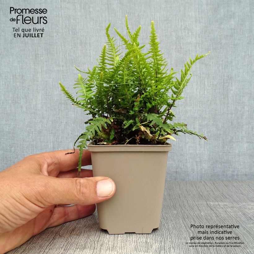 Ejemplar de Asplenium ebenoides - Helecho cola de dragón Maceta de 8/9 cm entregado en verano