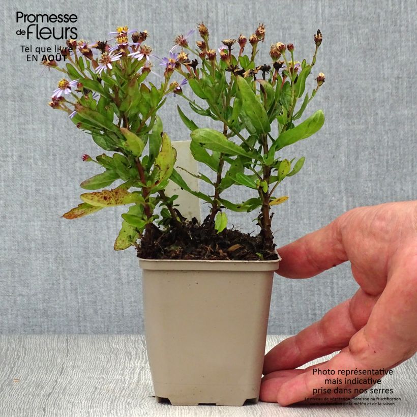 Ejemplar de Aster ageratoides Adustus Nanus - Aster nain d'été Godet de 9cm entregado en verano