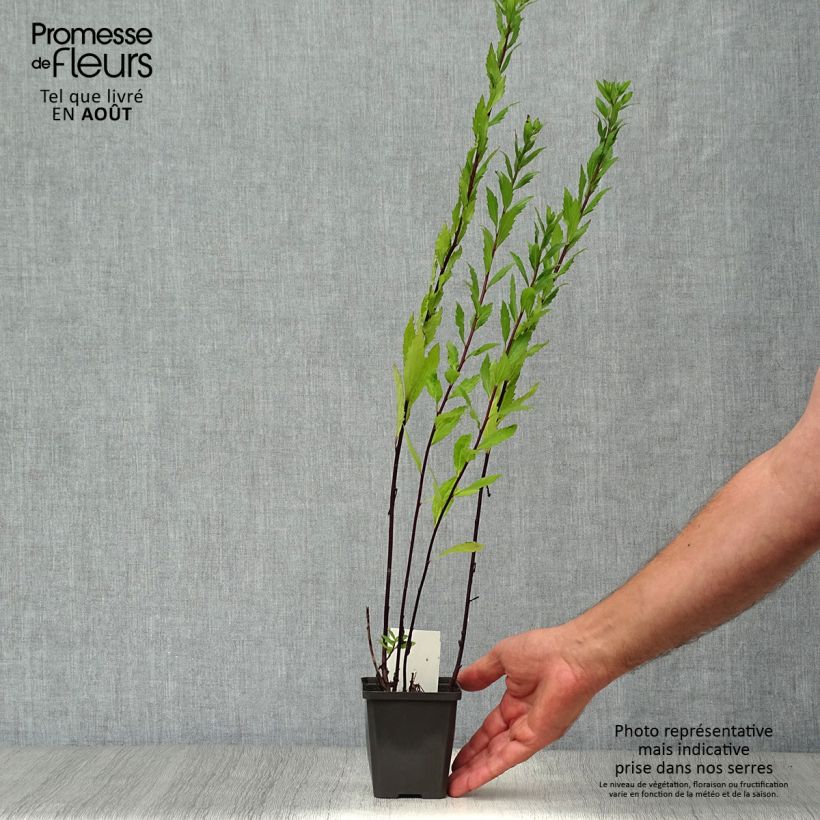 Ejemplar de Aster ageratoides Ezo Murasaki Maceta de 8/9 cm entregado en verano