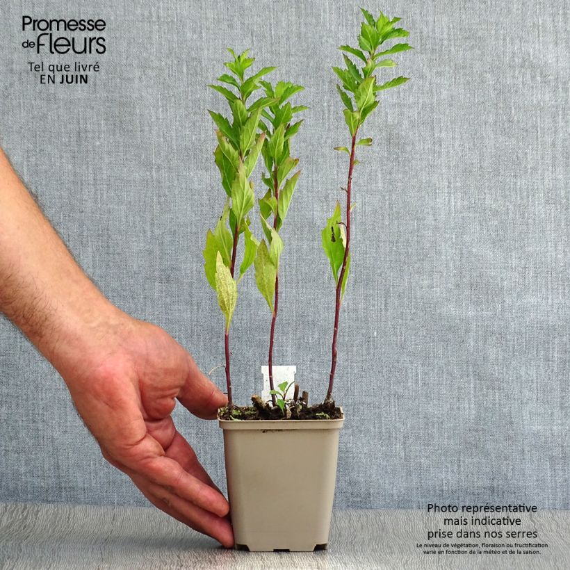 Ejemplar de Aster ageratoides Stardust Godet de 9cm entregado en verano