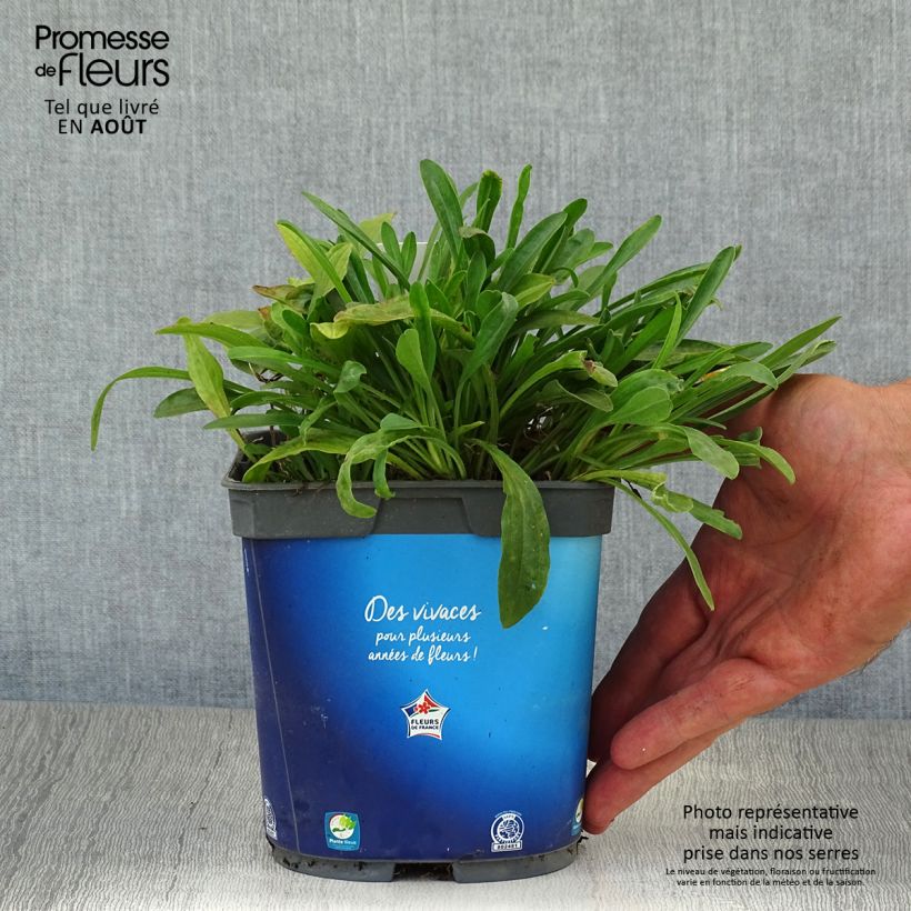 Ejemplar de Aster alpinus Goliath - Aster des Alpes en pot de 2 litres entregado en verano