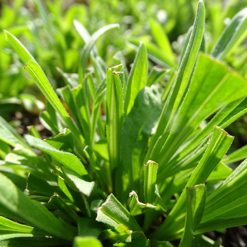 Aster alpinus Pinkie (Follaje)