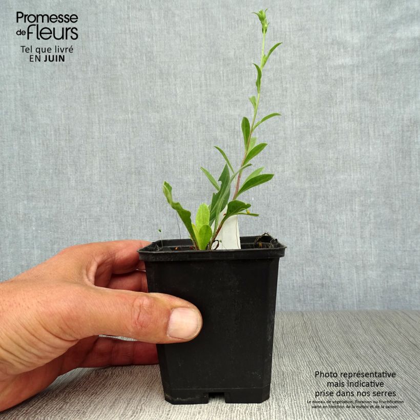 Ejemplar de Aster amellus Veilchenkönigin - Violet Queen Maceta de 8/9 cm entregado en verano
