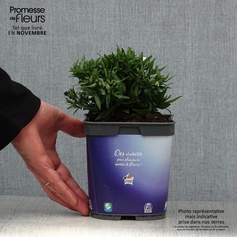 Ejemplar de Aster dumosus Augenweide Maceta 2L/3L entregado en otoño
