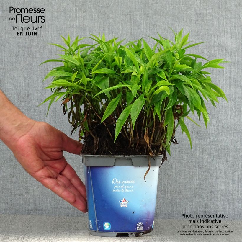 Ejemplar de Aster dumosus Augenweide - Aster nain d’automne en pot de 2/3 litres entregado en verano