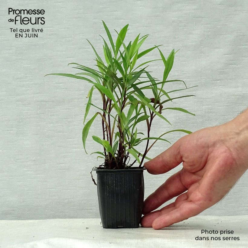 Ejemplar de Aster dumosus Early Blue - Aster nain  Godet de 7/8 cm entregado en verano