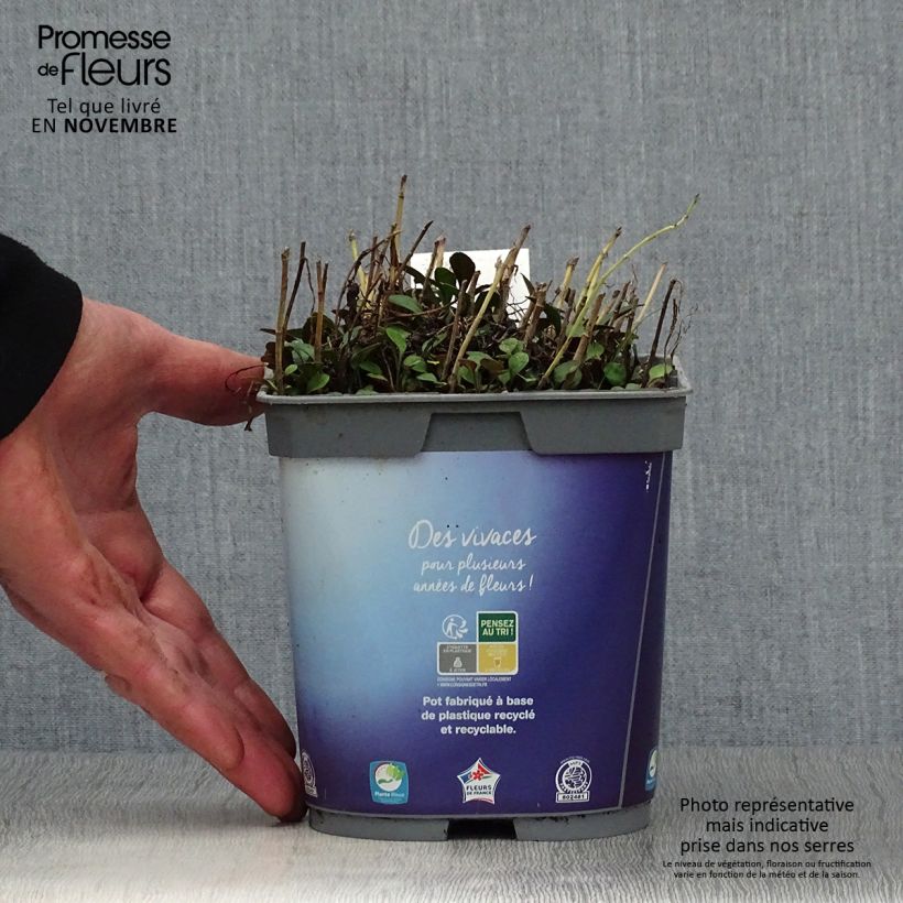 Ejemplar de Aster dumosus Lady In Blue Maceta 2L/3L entregado en otoño