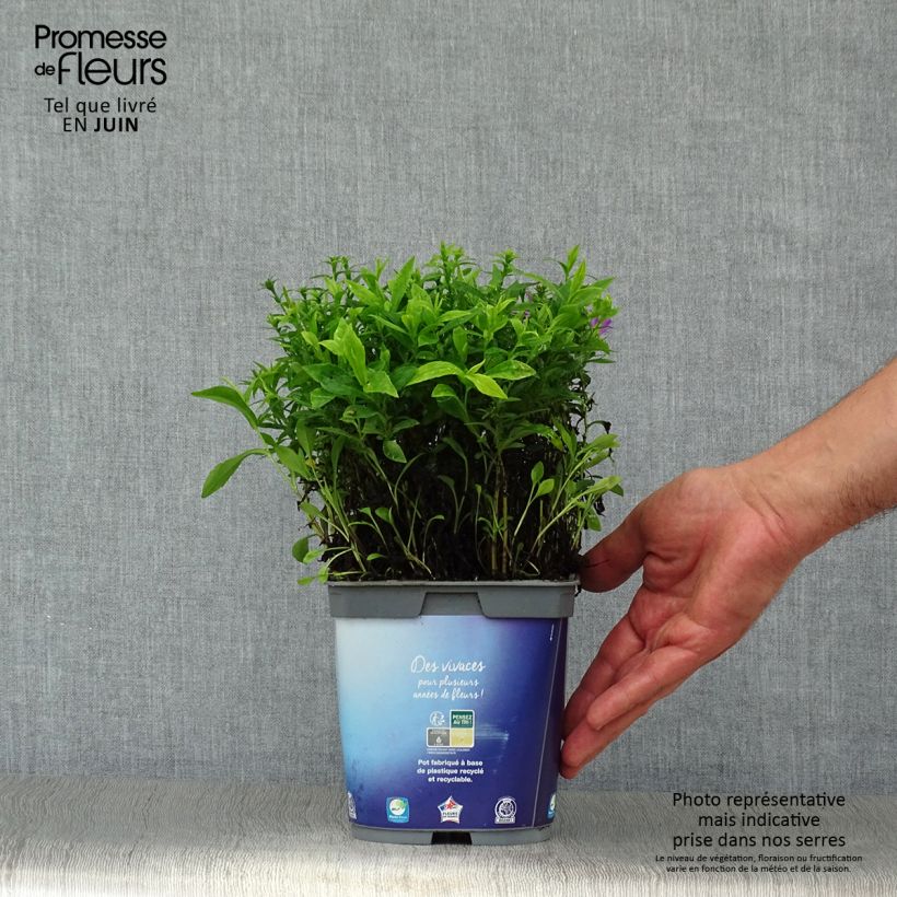 Ejemplar de Aster dumosus Lady In Blue en pot de 2/3 litres entregado en verano