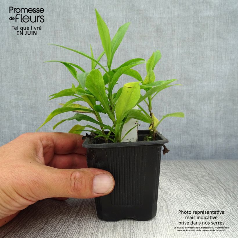 Ejemplar de Aster dumosus Marjorie - Aster nain en godet de 8 cm entregado en verano
