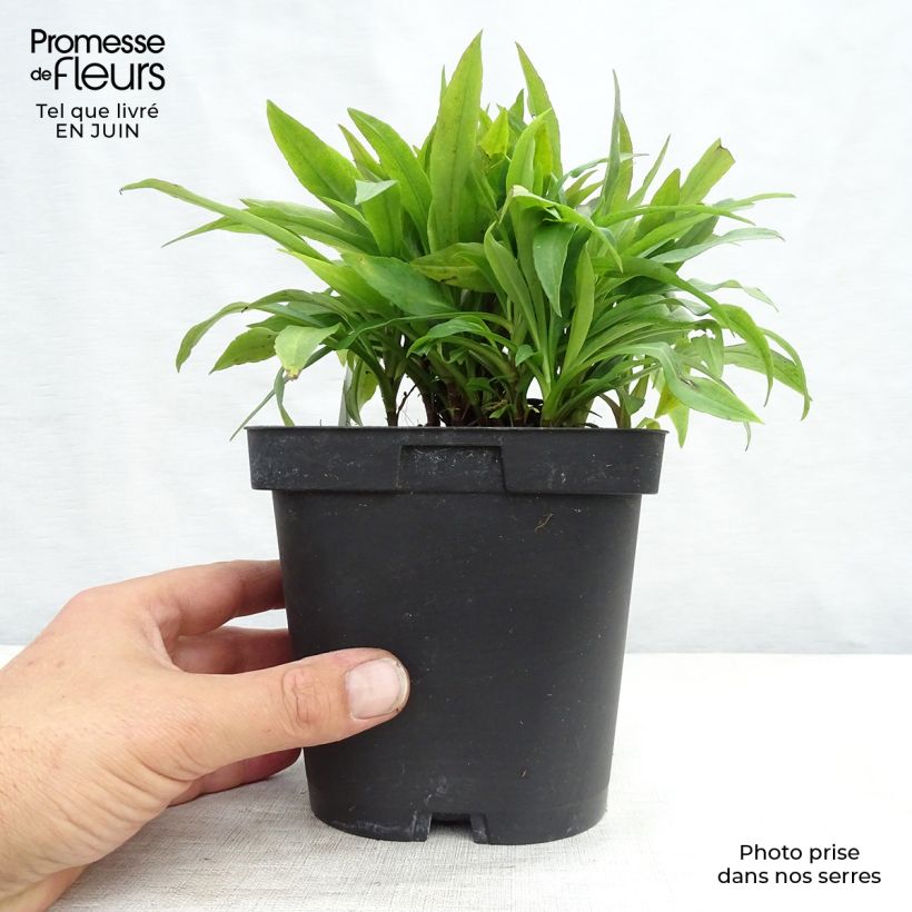 Ejemplar de Aster dumosus Marjorie - Aster nain en pot de 2/3L entregado en verano