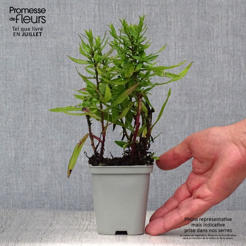 Ejemplar de Aster dumosus Professeur Anton Kippenberg Maceta de 8/9 cm entregado en verano