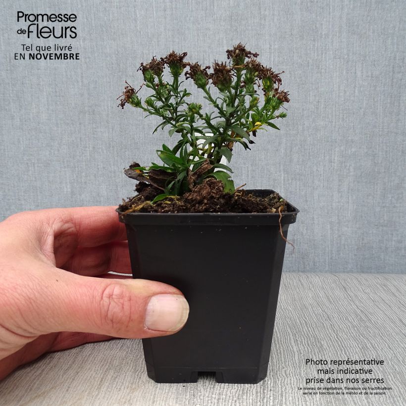 Ejemplar de Aster dumosus Rosenwichtel Maceta de 8/9 cm entregado en otoño