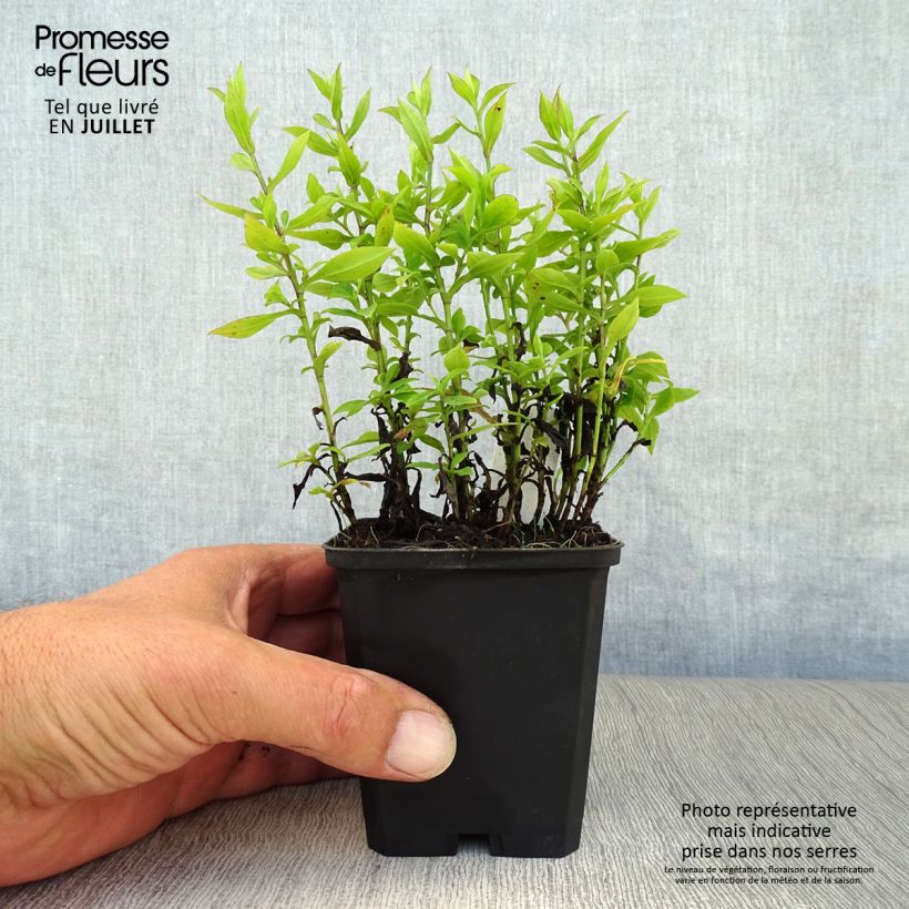 Ejemplar de Aster dumosus Schneekissen - Aster nain d'automne Godet de 9cm entregado en verano