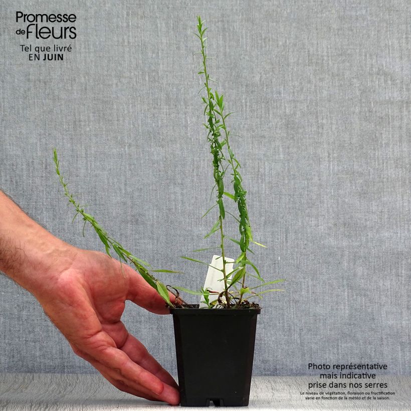 Ejemplar de Aster ericoides Blue Star Godet de 9cm entregado en verano