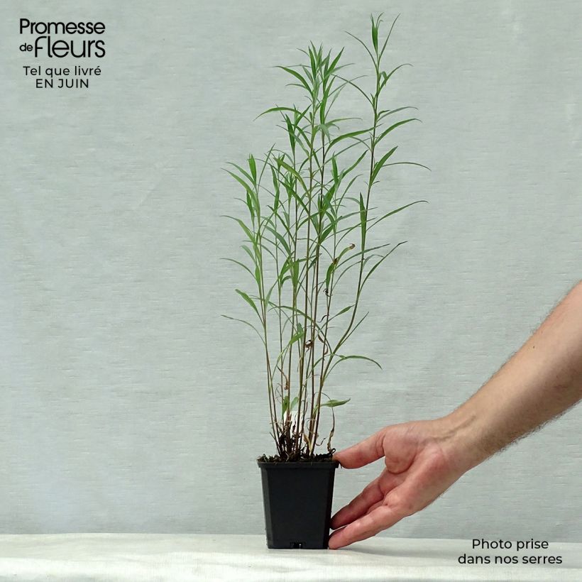 Ejemplar de Aster ericoides Blue Wonder Maceta de 8/9 cm entregado en verano