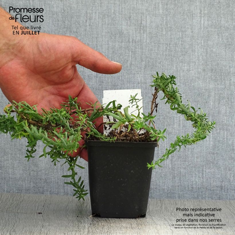 Ejemplar de Aster ericoides f. prostratus Snow Flurry Maceta de 7/8 cm entregado en verano