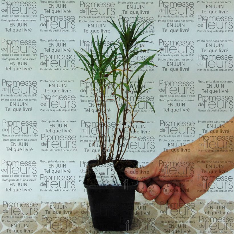 Ejemplo de ejemplar de Aster Ochtendgloren Maceta de 8/9 cm tal y como se entrega