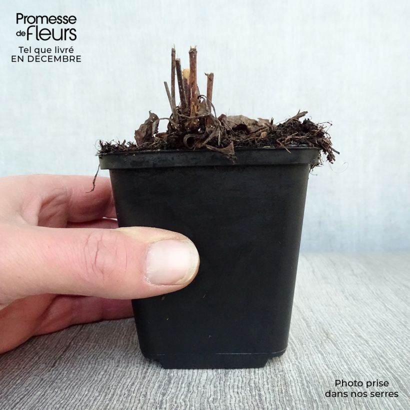 Aster laevis Maceta de 8/9 cm Ejemplar entregado en invierno