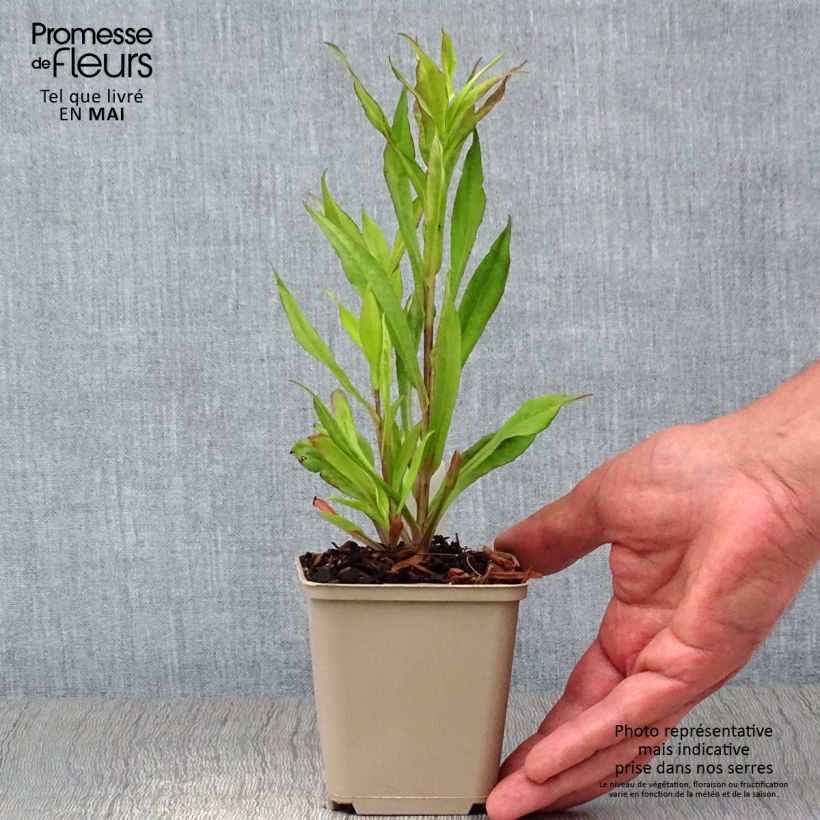Aster lateriflorus Chloe - Aster d'automne Godet de 9cm Ejemplar entregado en la primavera