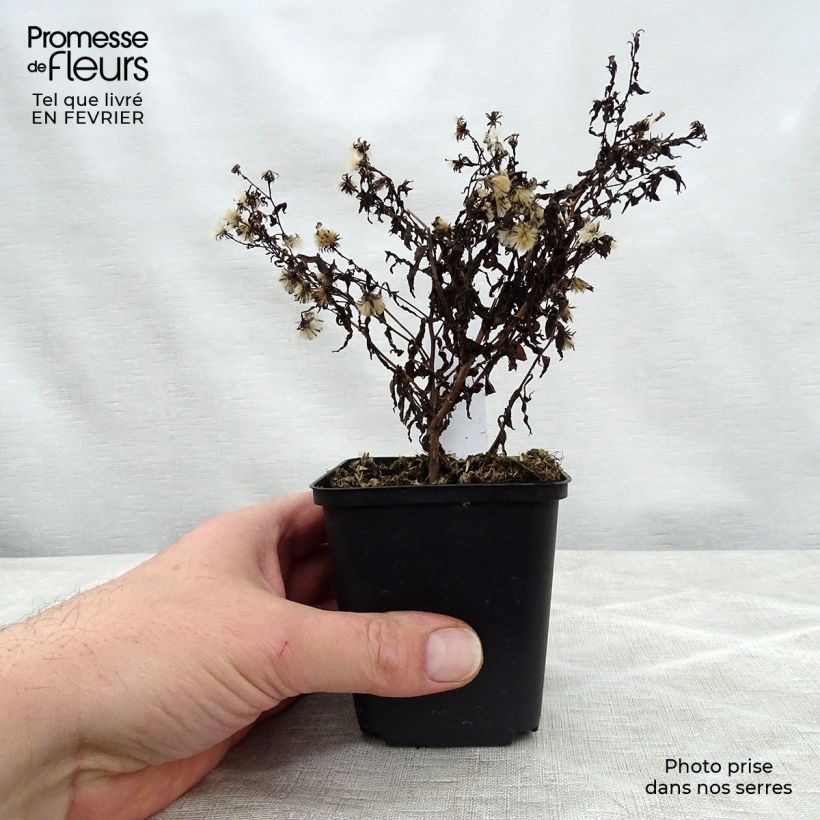 Aster lateriflorus Coombe Fishacre - Aster grand d'automne Godet de 9cm Ejemplar entregado en invierno