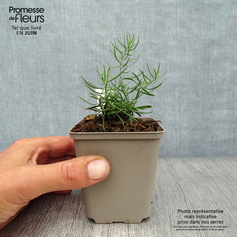 Ejemplar de Aster linosyris - Aster d'automne Godet de 9cm entregado en verano