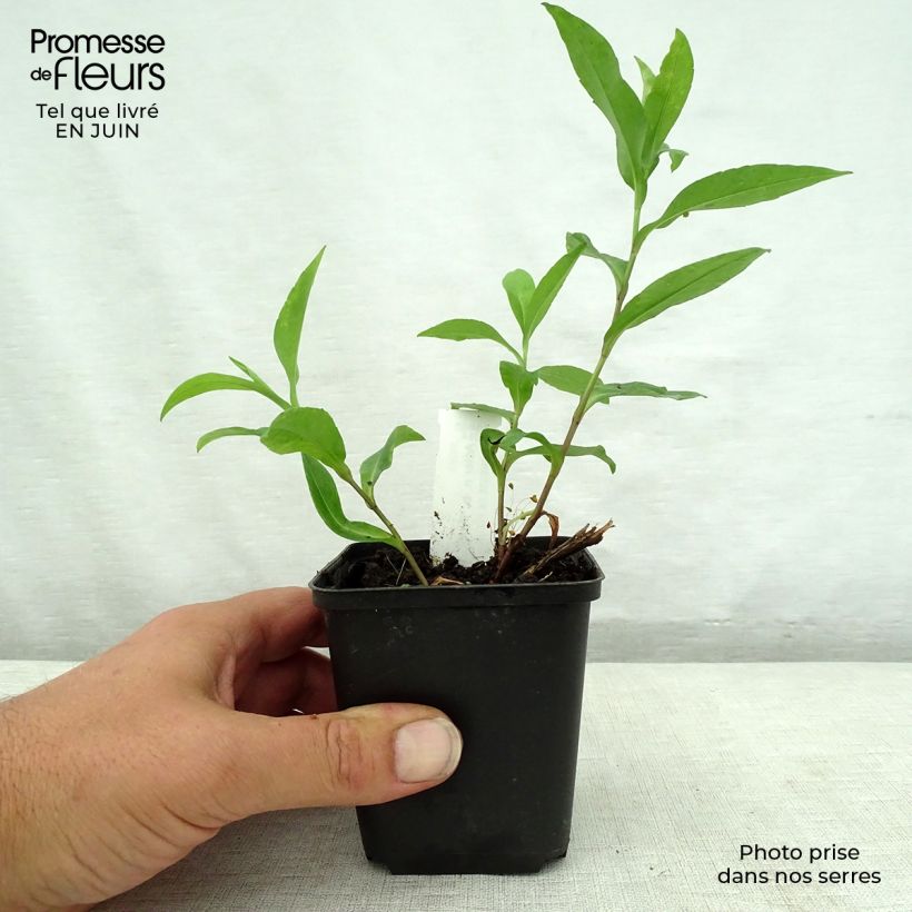 Ejemplar de Aster novi-belgii Porzellan - Aster grand d'automne Godet de 9cm entregado en verano
