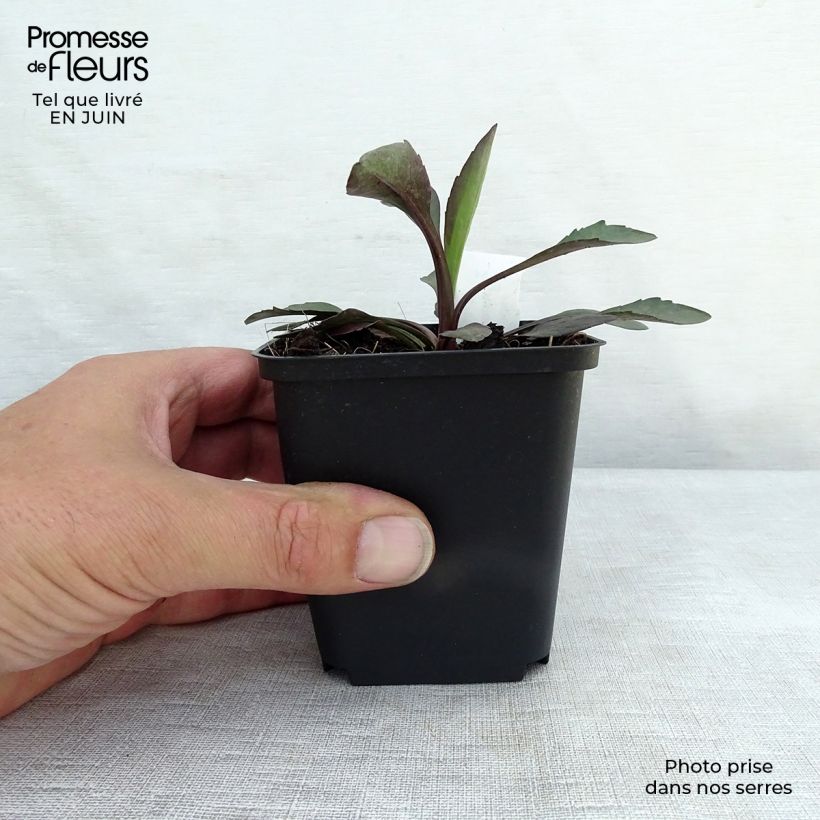 Ejemplar de Aster novi-belgii White Lady Maceta de 8/9 cm entregado en verano