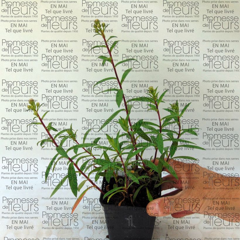 Ejemplo de ejemplar de Aster radula Maceta de 8/9 cm tal y como se entrega