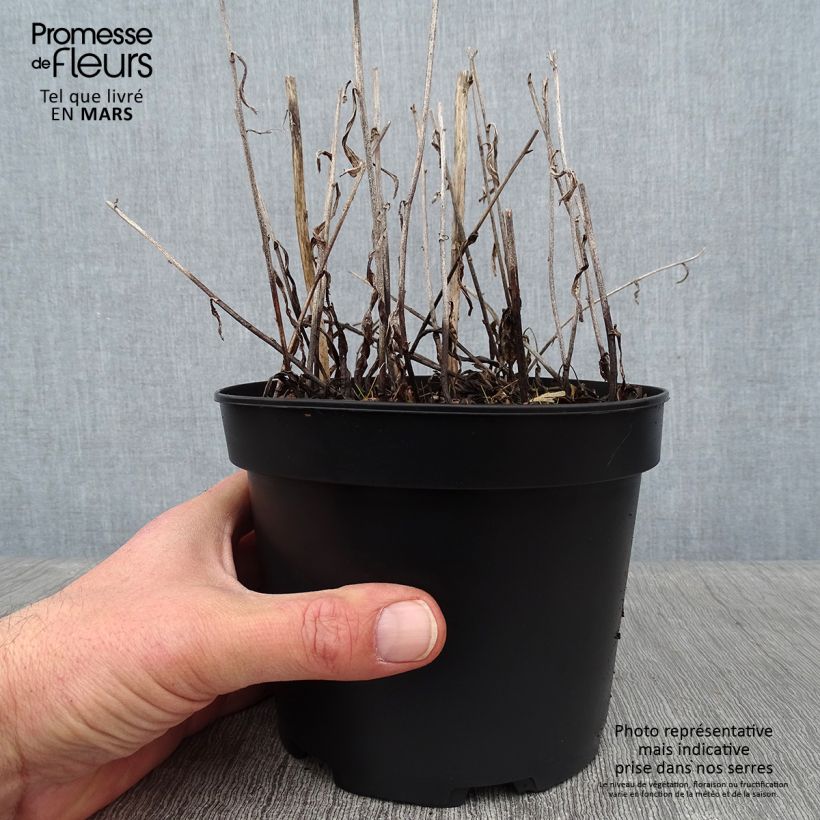 Aster rugulosus Asrugo Maceta 2L/3L Ejemplar entregado en invierno