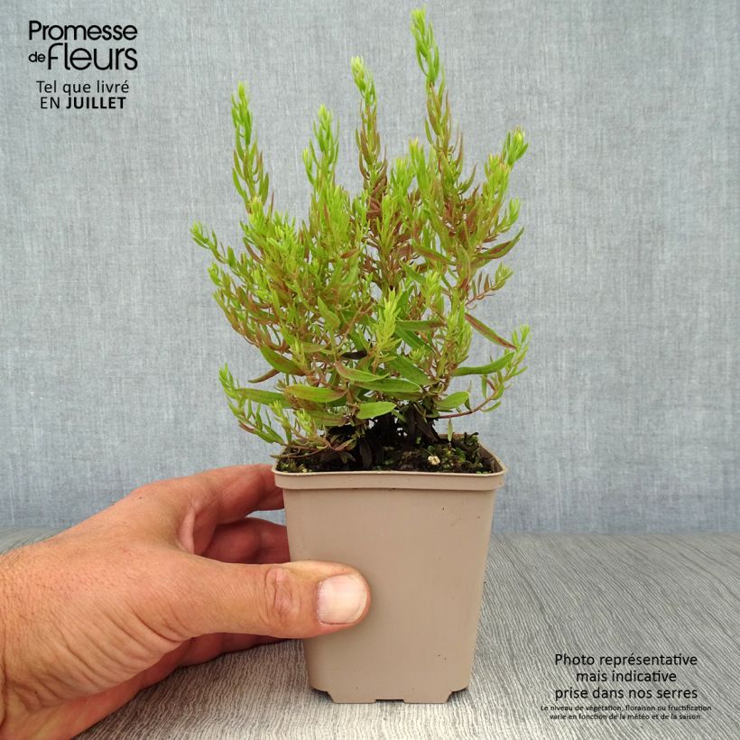Ejemplar de Aster sedifolius Nanus Maceta de 8/9 cm entregado en verano