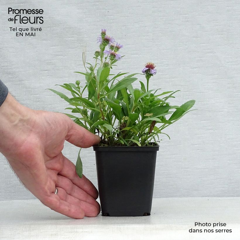 Aster sibiricus - Aster d'été Godet de 9cm Ejemplar entregado en la primavera