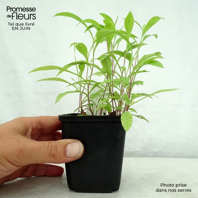 Ejemplar de Aster versicolor Altweibersommer - Aster grand d'automne Godet de 9cm entregado en verano