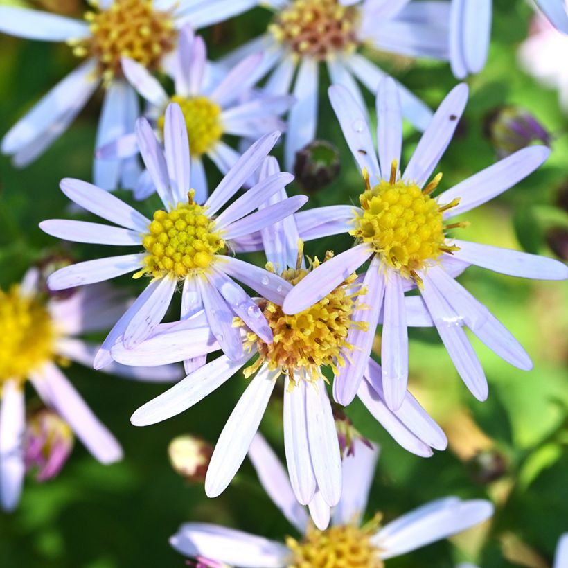 Aster ageratoides Adustus Nanus (Floración)