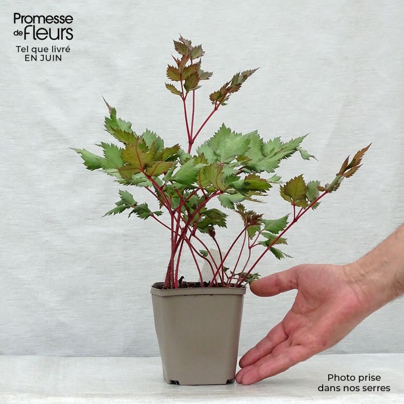 Ejemplar de Espirea de pluma Vision in Red- Astilbe Maceta de 8/9 cm entregado en verano