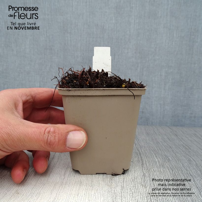 Ejemplar de Espirea de pluma Washington Maceta de 8/9 cm entregado en otoño