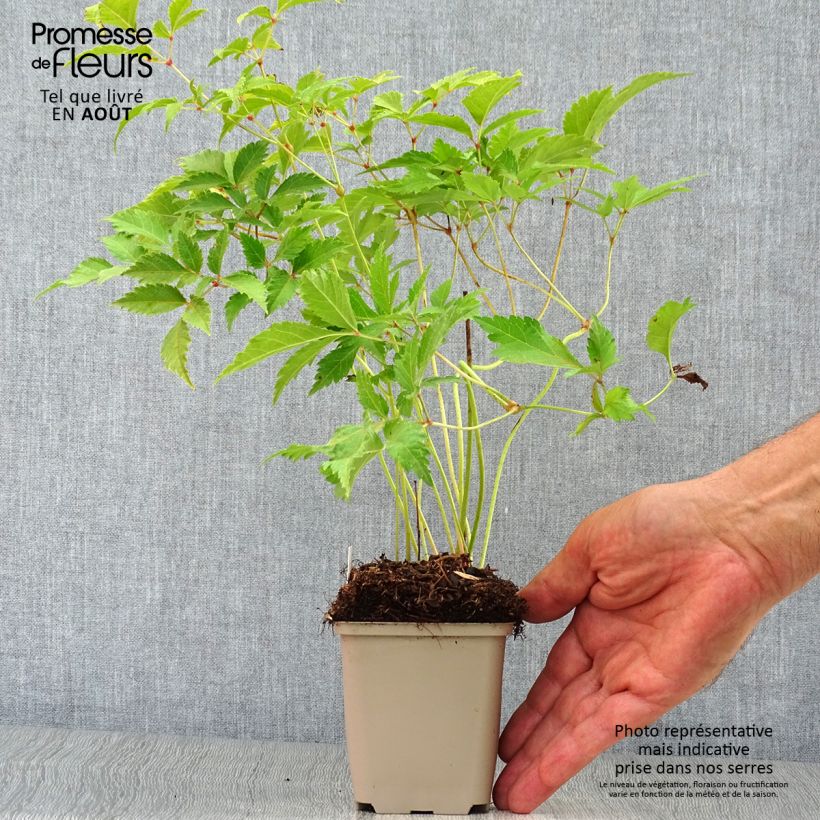 Ejemplar de Espirea de pluma Washington Maceta de 8/9 cm entregado en verano