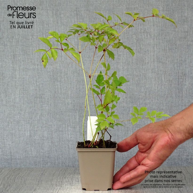 Ejemplar de Espirea de pluma Amethyst - Astilbe Maceta de 8/9 cm entregado en verano