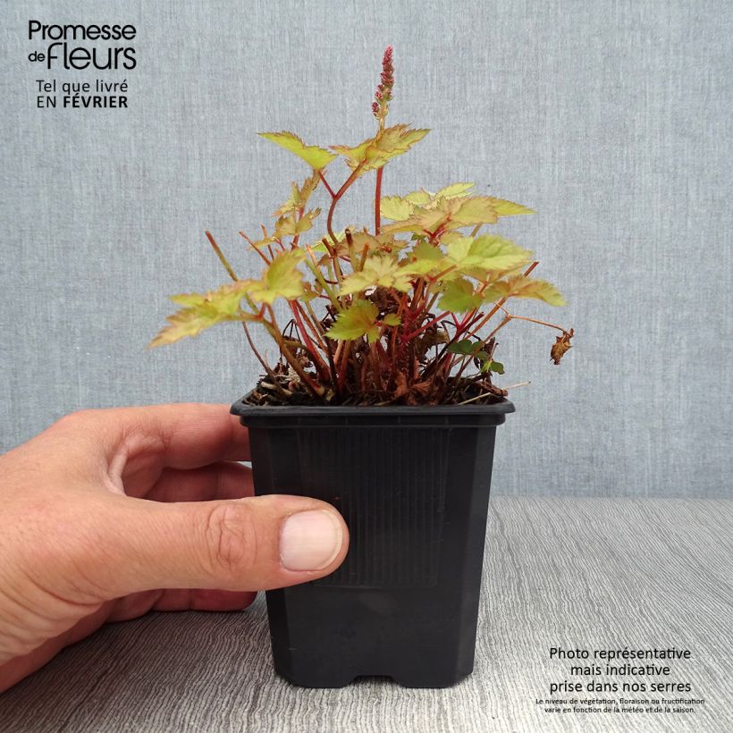Ejemplar de Espirea de pluma Color Flash Lime - Astilbe Maceta de 8/9 cm entregado en otoño