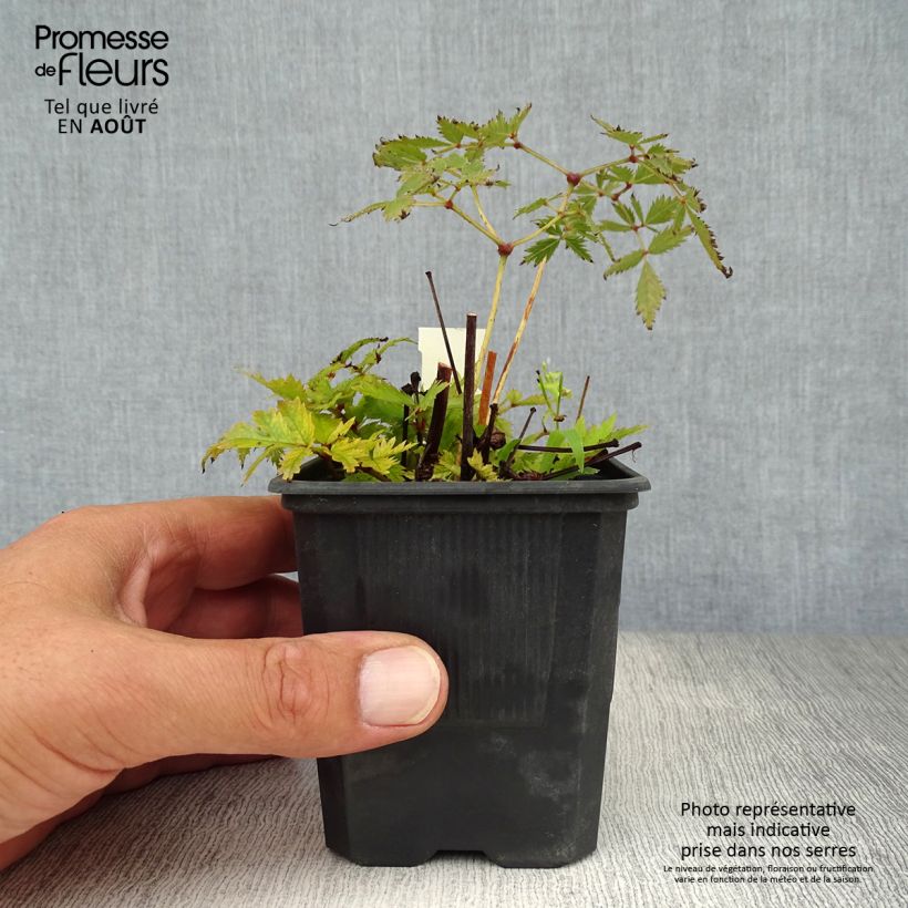 Ejemplar de Espirea de pluma Bressingham Beauty - Astilbe Maceta de 8/9 cm entregado en verano