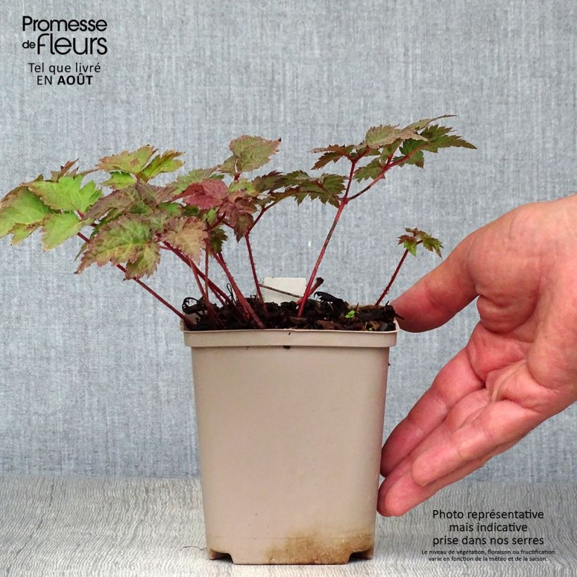 Ejemplar de Espirea de pluma Colour Flash - Astilbe Maceta de 8/9 cm entregado en verano