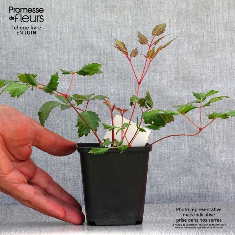 Ejemplar de Espirea de pluma Fanal - Astilbe Maceta de 7/8 cm entregado en verano